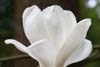 magnolia denudata-5